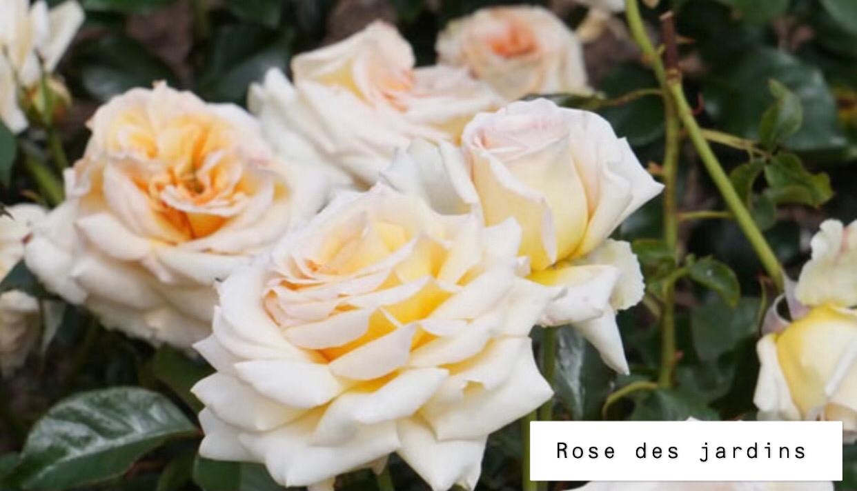 Rose des jardins - Diffuseur d'intérieur solide